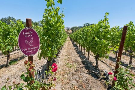 Vineyard