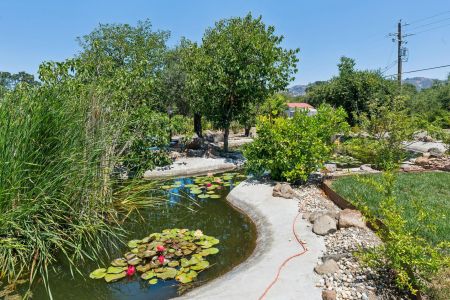 Koi Pond